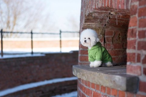 AMIPLAY Bluza Z Kapturem Texas Czerwona 30cm