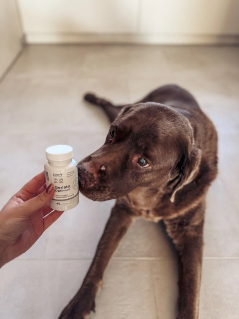 Lab-v Geriato Optimum Wspomaganie Zdrowia Seniorów Dla Psów I Kotów 45 Kapsułek