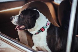 ZEE DOG Obroża Dla Psa Mahalo L