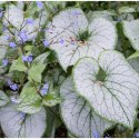 Brunnera Macrophylla 'Looking Glass'