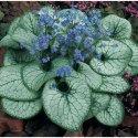 Brunnera Macrophylla 'Looking Glass'