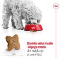 ROYAL CANIN Mini Adult 8kg