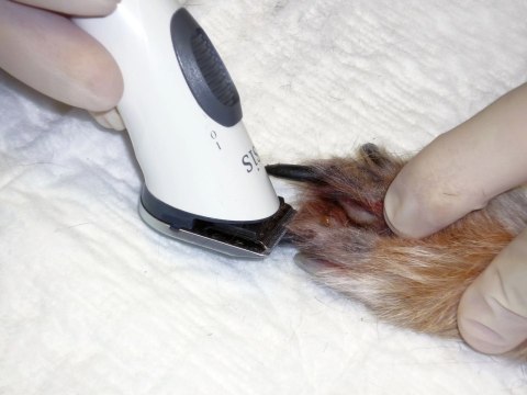 Aesculap Maszynka Do Strzyżenia Isis Akumulatorowa Biała