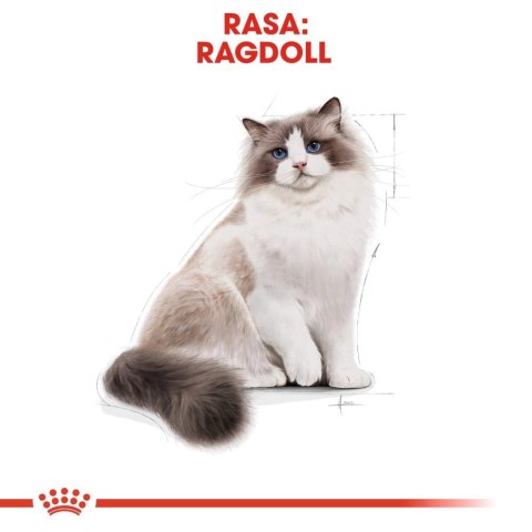 ROYAL CANIN Ragdoll Adult 10kg