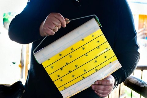 Kerbl Lep Na Muchy W Rolce 7m